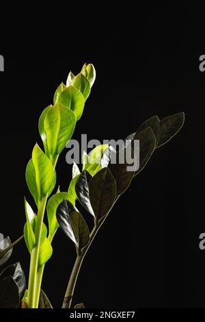 Die neuen hellgrünen Blätter des Schwarzen Zamioculcas Zamiifolia Raven Houseplant vor schwarzem Hintergrund. ZZ Plant Growth Stockfoto