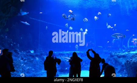 Viele Menschen beobachten und fotografieren Fische im Aquarium. Stockfoto