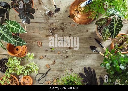 Unordentliches Pflanzen von Blumen flach liegend mit Gartenwerkzeugen, Hauspflanzen, Töpfen auf dem Holztisch. Draufsicht, Abstand in der Mitte kopieren Stockfoto