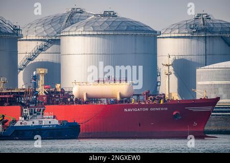 Flüssiggastanker Navigator Genesis, Flüssiggas, Autogas, Flüssiggas Transport, im Hafen von Rotterdam, in den Petroleumhaven, Europo Stockfoto