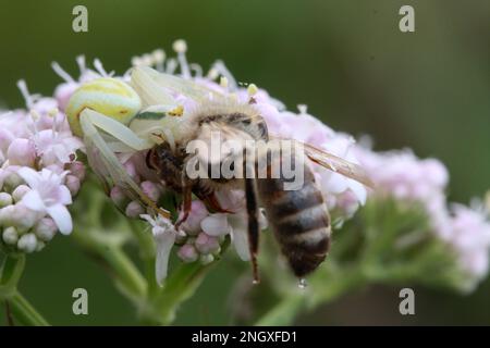 Weiße und gelbe Krabbenspinne mit einer Biene als Beute Stockfoto