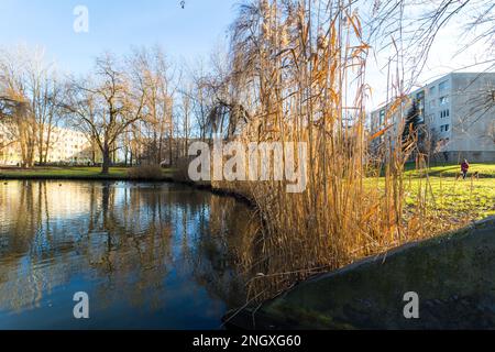 Im Winter am See mit Schilf im Wohngebiet „Jerevan Lakotelep“, Sopron, Ungarn Stockfoto