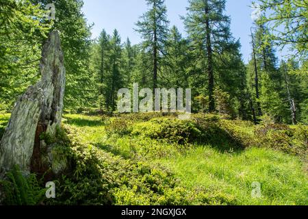 Wilde Natur in den abgelegenen Seitentälern des Valle Mesolcina im Süden Graubündens Stockfoto