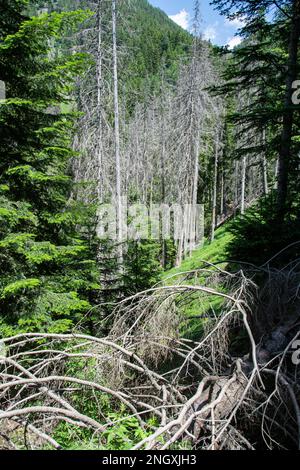 Wilde Natur in den abgelegenen Seitentälern des Valle Mesolcina im Süden Graubündens Stockfoto