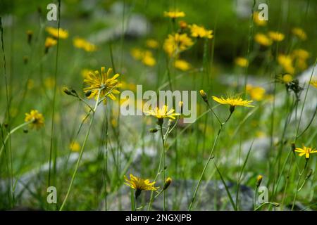 Wilde Natur in den abgelegenen Seitentälern des Valle Mesolcina im Süden Graubündens Stockfoto