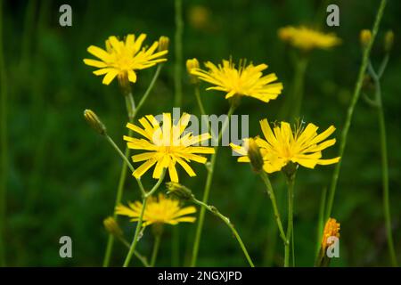 Wilde Natur in den abgelegenen Seitentälern des Valle Mesolcina im Süden Graubündens Stockfoto