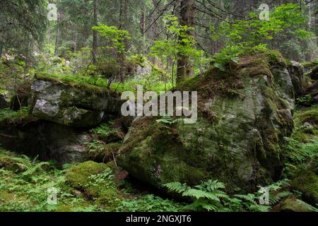 Wilde Natur in den abgelegenen Seitentälern des Valle Mesolcina im Süden Graubündens Stockfoto