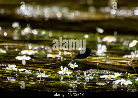 Blauflügel-Prachtlibellen am Schweizer Grenzfluss Doubs Stockfoto