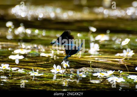 Blauflügel-Prachtlibellen am Schweizer Grenzfluss Doubs Stockfoto