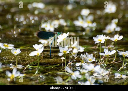 Blauflügel-Prachtlibellen am Schweizer Grenzfluss Doubs Stockfoto