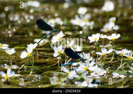 Blauflügel-Prachtlibellen am Schweizer Grenzfluss Doubs Stockfoto