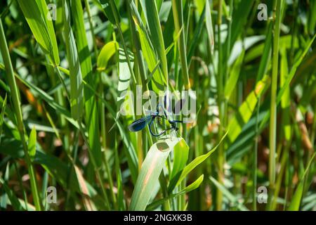 Blauflügel-Prachtlibellen am Schweizer Grenzfluss Doubs Stockfoto