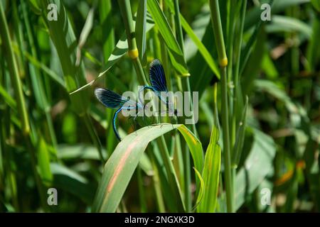 Blauflügel-Prachtlibellen am Schweizer Grenzfluss Doubs Stockfoto