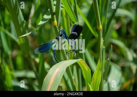 Blauflügel-Prachtlibellen am Schweizer Grenzfluss Doubs Stockfoto