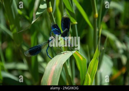 Blauflügel-Prachtlibellen am Schweizer Grenzfluss Doubs Stockfoto