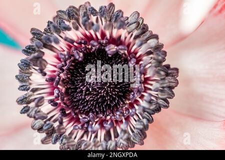 Extreme Nahaufnahme einer wunderschönen rosa Zieranemone Coronaria in voller Blüte, bunt blühende Frühlingspflanze. Draufsicht Stockfoto