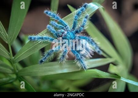 Die Antillen-Pinktoe-Tarantel (Caribena versicolor), auch bekannt als Martinique-rote Baumspinne oder Martinique-Pinktoe, ist als Spinne-pe beliebt Stockfoto