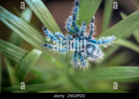 Die Antillen-Pinktoe-Tarantel (Caribena versicolor), auch bekannt als Martinique-rote Baumspinne oder Martinique-Pinktoe, ist als Spinne-pe beliebt Stockfoto