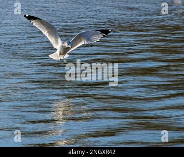 Möwe über dem Cooper River auf der Suche nach einer Mahlzeit Stockfoto