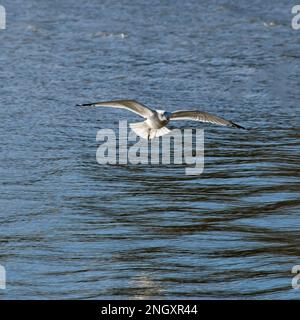 Möwe über dem Cooper River auf der Suche nach einer Mahlzeit Stockfoto