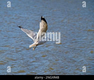 Möwe über dem Cooper River auf der Suche nach einer Mahlzeit Stockfoto