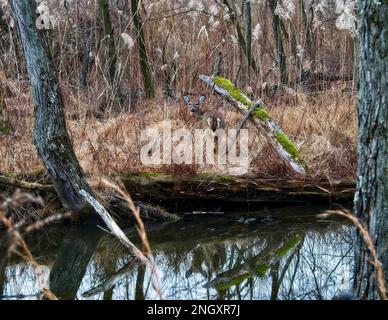 Getarnter Weißschwanzhirsch, der am Fluss steht Stockfoto