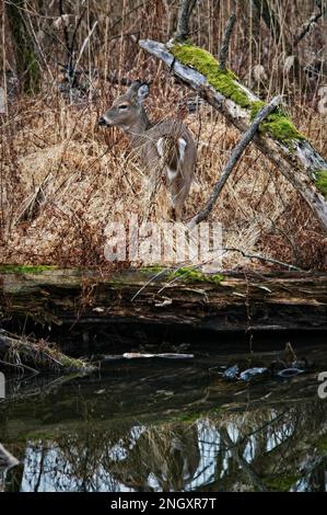 Getarnter Weißschwanzhirsch, der am Fluss steht Stockfoto