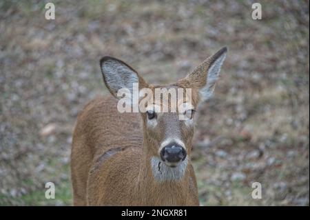 Weißschwanzhirsche aus der Nähe Stockfoto