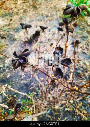 Paeonia suffruticosa-Samen in Sternen. Samen von Pfingstrosen auf unscharfem Hintergrund. Pfingstrosen, ein Symbol eines Strauchs in der chinesischen Kultur. Samen der Stockfoto