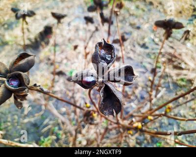 Paeonia suffruticosa-Samen in Sternen. Samen von Pfingstrosen auf unscharfem Hintergrund. Pfingstrosen, ein Symbol eines Strauchs in der chinesischen Kultur. Samen der Stockfoto