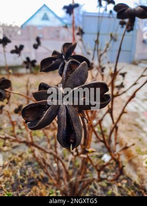 Paeonia suffruticosa-Samen in Sternen. Samen von Pfingstrosen auf unscharfem Hintergrund. Pfingstrosen, ein Symbol eines Strauchs in der chinesischen Kultur. Samen der Stockfoto