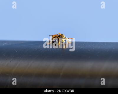 Nahaufnahme einer europäischen deutschen Wespenhornisse von vorne, mit Blick auf den blauen Kamerahimmel Stockfoto