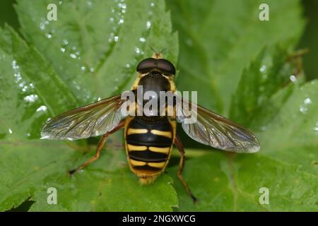 Natürliche Nahaufnahme der Torffffliege mit gelber Barre, Sericomyia silentis, Syrphidae, mit gespreizten Flügeln auf einem grünen Blatt Stockfoto