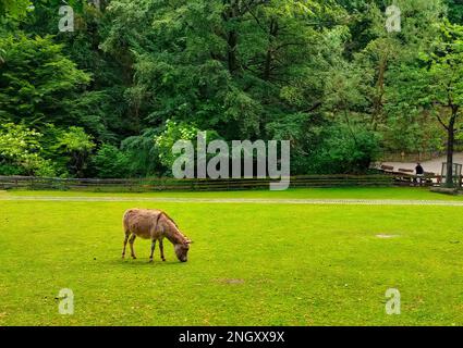 Brauner Esel auf dem Gras Stockfoto