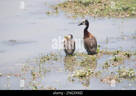 Weiße Pfeifente (Dendrocygna viduata), zwei Vögel, einer ruht, während der andere Wache hält Stockfoto