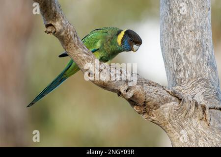 Australian Ringneck - Barnardius zonarius ist ein in Australien heimischer Papagei, der frühe Port Lincoln Papagei (Barnardius zonarius) und Mallee Ringne Stockfoto