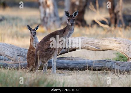 Westliches Graukänguru - Macropus fuliginosus, auch Riesen- oder Schwarzgesichter oder mallee-Känguru oder rußiges Känguru, zwei Kängurus aus dem südlichen Teil von Austr Stockfoto