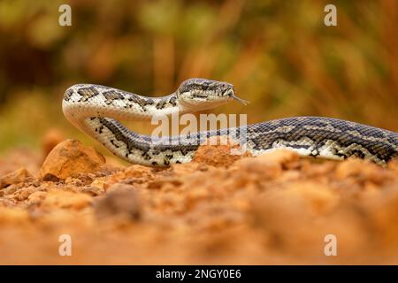 Carpet Python - Morelia spilota große Schlange von Pythonidae in Australien, Neuguinea, Bismarck-Archipel und den nördlichen Salomonen. Schlange Stockfoto