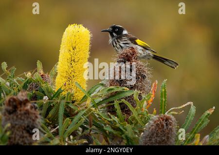 New Holland Honeyeater - Phylidonyris novaehollandiae - australischer Vogel mit gelber Farbe in den Flügeln, der sich von Nektar auf der gelben Banksia-Blüte ernährt Stockfoto