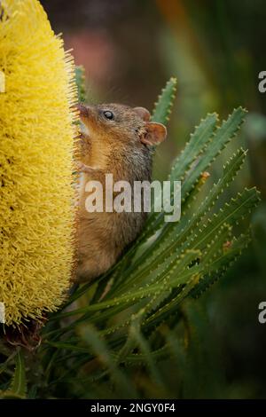 Honig Possum oder Noolbenger Tarsipes rostratus winzige marsupiale Nahrung auf Nektar und Pollen gelber Blüte, wichtiger Bestäuber für Banksia attenuat Stockfoto