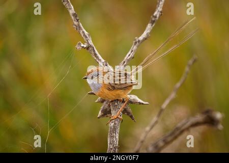 Südlicher EMU-wren - Stipiturus malachurus Braunvogel mit langem Schwanz und blauem Hals bei Maluridae, die in Australien endemisch sind, sind natürliche Lebensräume gemäßigt Stockfoto