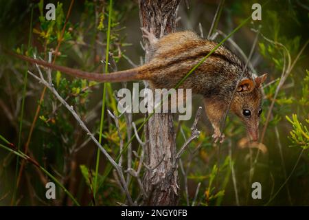 Honig Possum oder Noolbenger Tarsipes rostratus winzige marsupiale Nahrung auf Nektar und Pollen gelber Blüte, wichtiger Bestäuber für Banksia attenuat Stockfoto