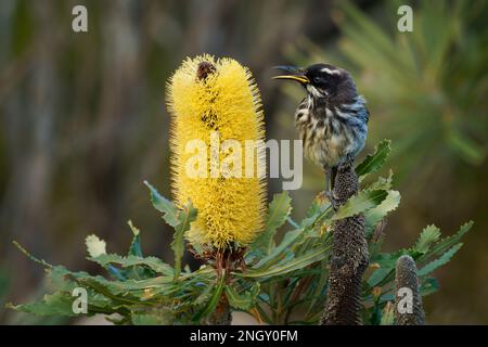 New Holland Honeyeater - Phylidonyris novaehollandiae - junger australischer Vogel mit gelber Farbe in den Flügeln, der sich von Nektar auf der gelben Bank B ernährt Stockfoto