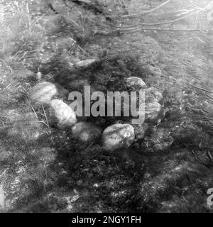 Felsiges Lagerfeuer unter einem gefrorenen Teich oder dünnem Eis im Herbst Stockfoto