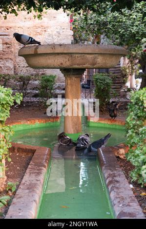Im friedlichen und ruhigen kleinen Garten der Kathedrale von Malaga entfaltet sich ein schöner Anblick, während Tauben beim Trinken und Baden im erfrischenden Wasser von beobachtet werden Stockfoto