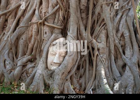 Buddha-Kopf, der in den Wurzeln eines Bananenbaums im Wat Mahathat in Ayutthaya, Thailand, verwickelt ist Stockfoto
