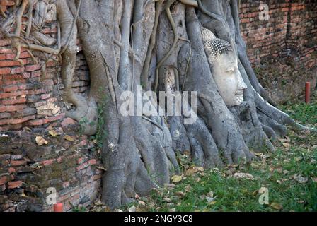 Buddha-Kopf, der in den Wurzeln eines Bananenbaums im Wat Mahathat in Ayutthaya, Thailand, verwickelt ist Stockfoto