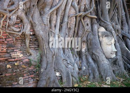 Buddha-Kopf, der in den Wurzeln eines Bananenbaums im Wat Mahathat in Ayutthaya, Thailand, verwickelt ist Stockfoto