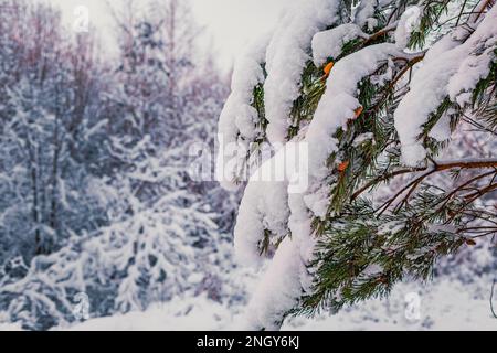 Schneebedeckter Pinienzweig mit Zapfen Wintertag Stockfoto