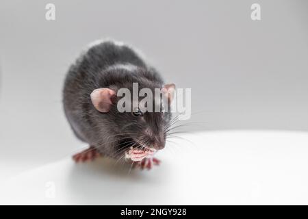 Die heimische schwarze dumbo Ratte sitzt und isst auf weißem Hintergrund. Der Begriff der Haustiere. Stockfoto